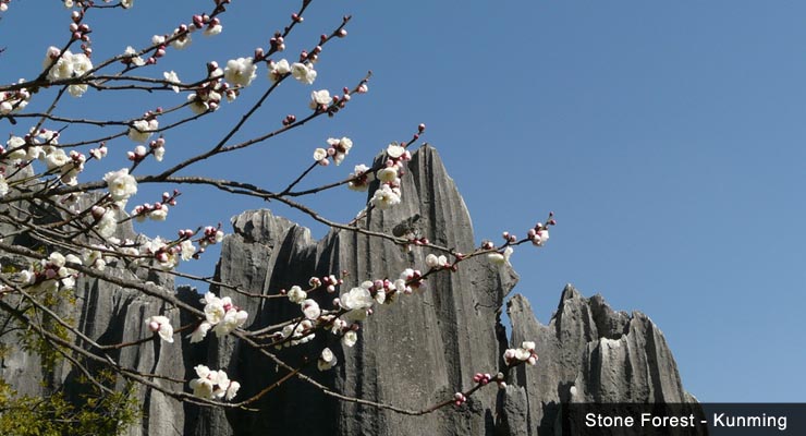 a-white-blossom-tree-shilin-stone-forest