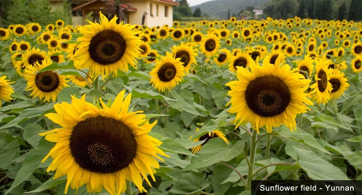 sunflower-field-yunnan